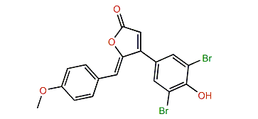 Rubrolide P